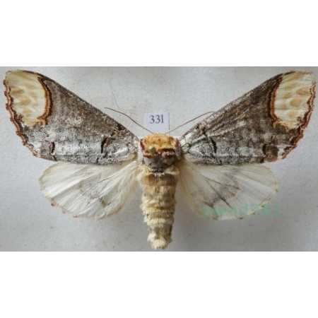 Phalera bucephala (Linnaeus, 1758) female Narożnica zbrojówka Czech33l